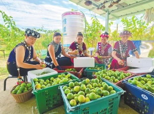 怒江州泸水市：金果满枝农民乐