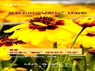 新疆丰年记丨雪菊、甘草、纸皮核桃……新疆农田“显眼包”冒泡啦